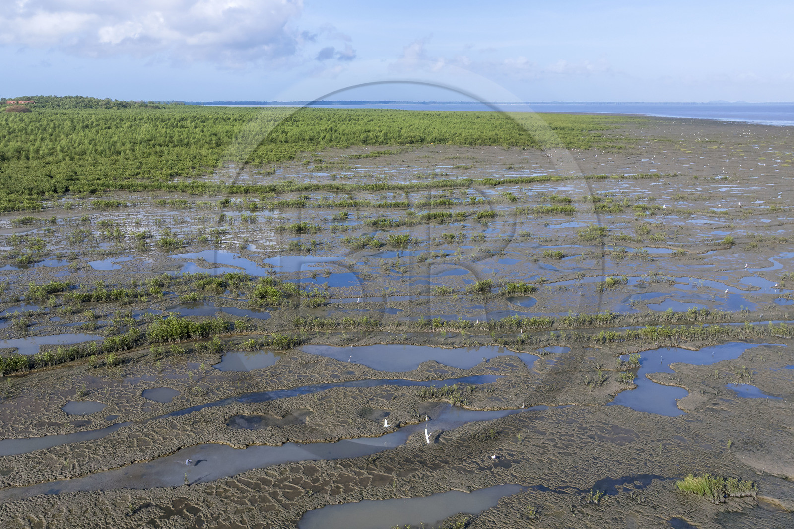 France, Guyane, Cayenne, Pointe Buzaré, la mangrove composée de palétuvier blanc (Laguncularia racemosa) entoure la totalité de la presqu'île de Cayenne, dans une période cyclique future elle disparaitra complétement pour à nouveau laisser place à la mer (vue aérienne)