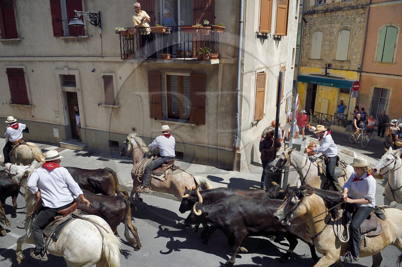 France, Bouches-du-Rhône (13), Arles, la Cocarde d'Or, arrivée dans les arènes des taureaux en provenance des prés accompagnés à cheval par les gardians de la manade Jacques Mailhan, l'abrivado précède la course camarguaise