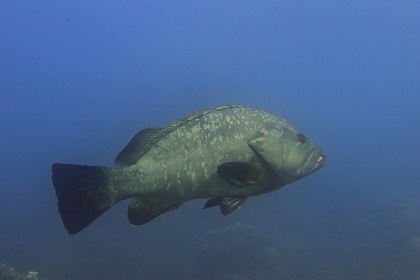 France, Var (83), Iles d'Hyères, parc national de Port Cros, Ile de Port-Cros, mérou vers l'Ilot de la Gabinière