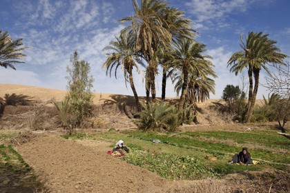 Iran, Isfahan province, Dasht-e Kavir desert, the oasis of Arousan in Khur and Biabanak County, women harvesting the fields
