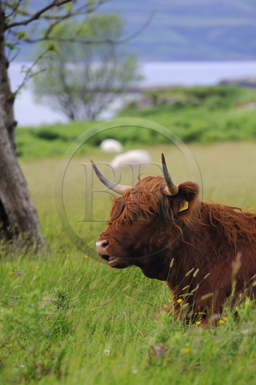 Royaume-Uni, Ecosse, Highland, Hébrides intérieures, Ile de Mull, vache de race Highland