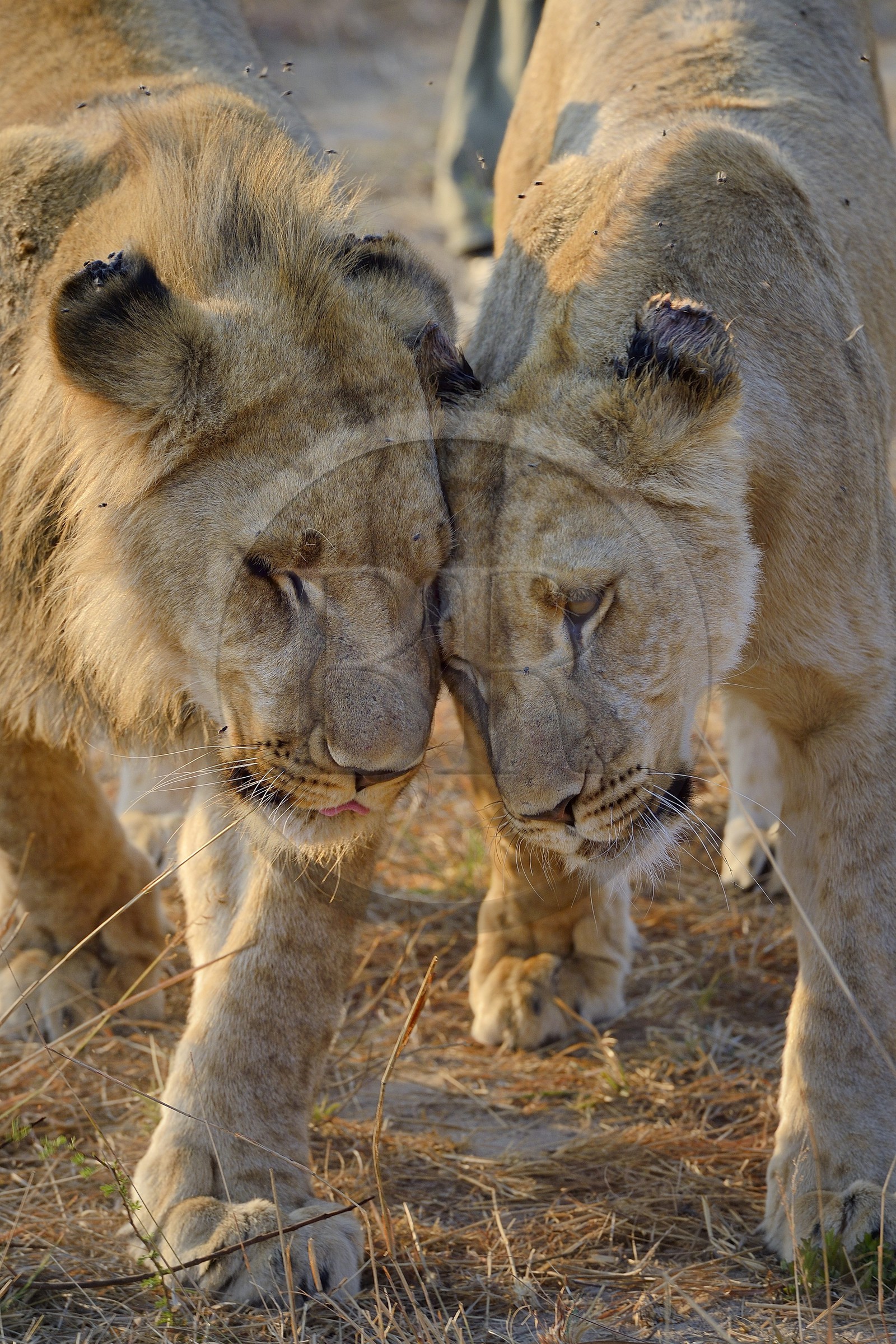 Zimbabwe, province des Midlands, Gweru, Antelope Park qui abrite ALERT (African Lion and Environmental Research Trust), jeune lion et lionne (panthera leo)