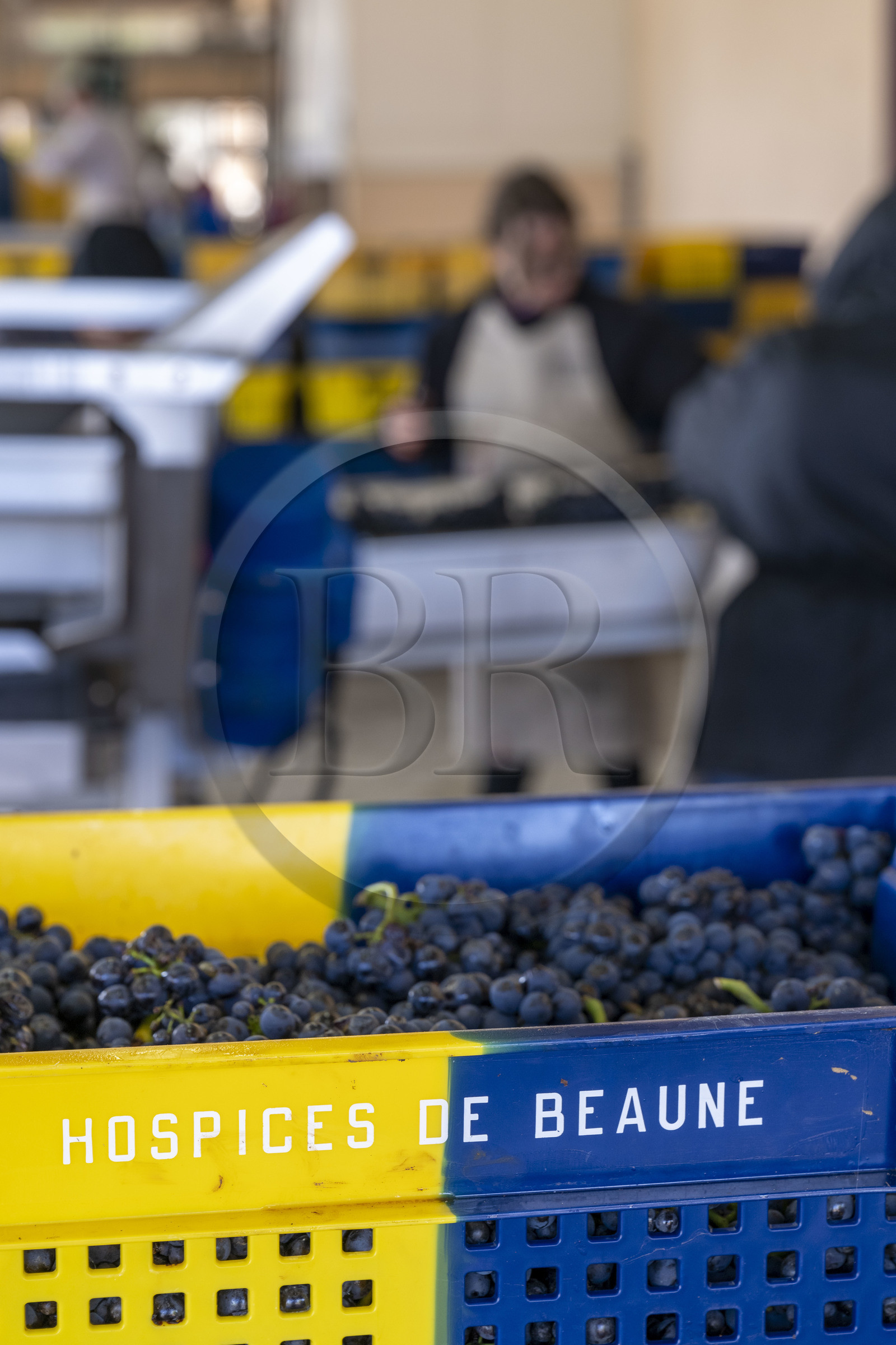 France, Côte-d'Or (21), les climats de Bourgogne classés Patrimoine Mondial de l'UNESCO, Beaune, Cuverie des Hospices de Beaune, grappes de raisins dans des caisses percées de 35 kg, un format idéal conçu pour ne pas abimer la vendange
