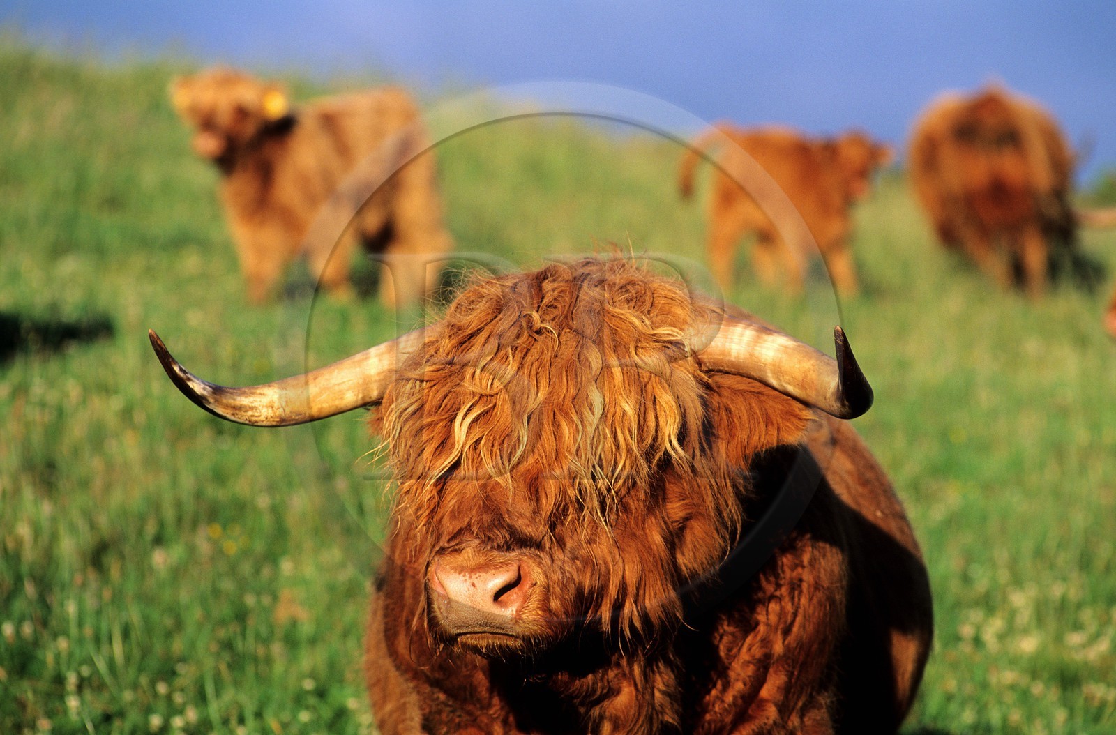 Royaume-Uni, Ecosse, région des Highlands, des vaches écossaises