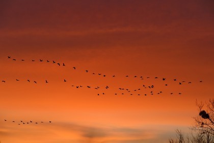 France, Indre, Berry, Parc Naturel Regional de la Brenne (Natural Regional Park of La Brenne), Rosnay, Red Sea pond (etang de la Mer Rouge), Common Crane (Grus grus), flight at sunset