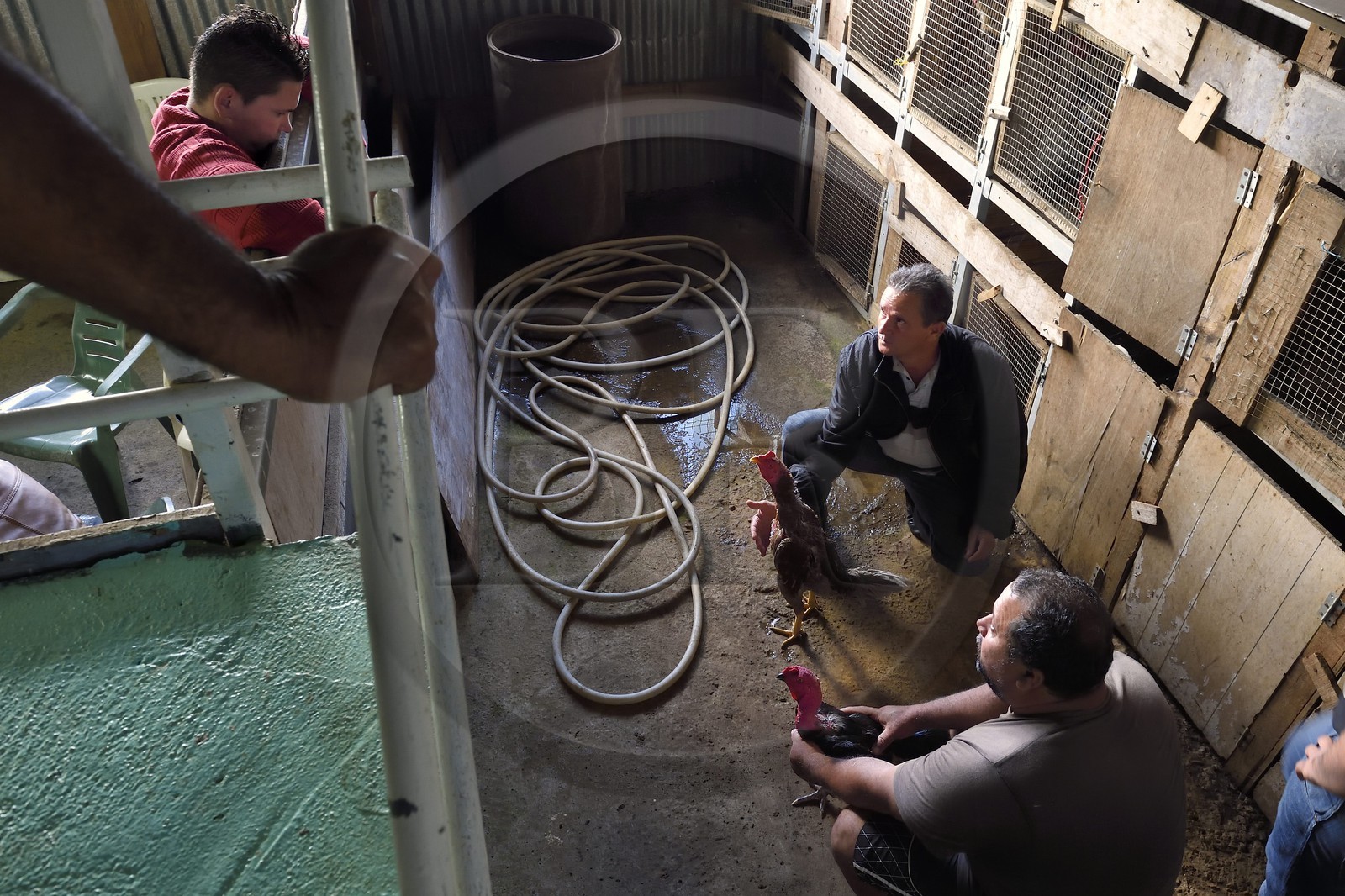 France, Ile de la Reunion, Petit Tampon, combat de coqs dans le Rond de Coq, discussions entre propriétaires avant le combat France, Reunion island (French overseas department), Petit Tampon, cockfight in the Rond de Coq, discussions between owners before the fight