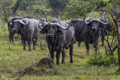 Rwanda, Parc national de l'Akagera, buffle noir des savanes (Syncerus caffer) sous la pluie