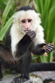 Nicaragua, Nicaragua lake, Las Isletas de Granada, isla Zopango, white-headed capuchin (Cebus capucinus)