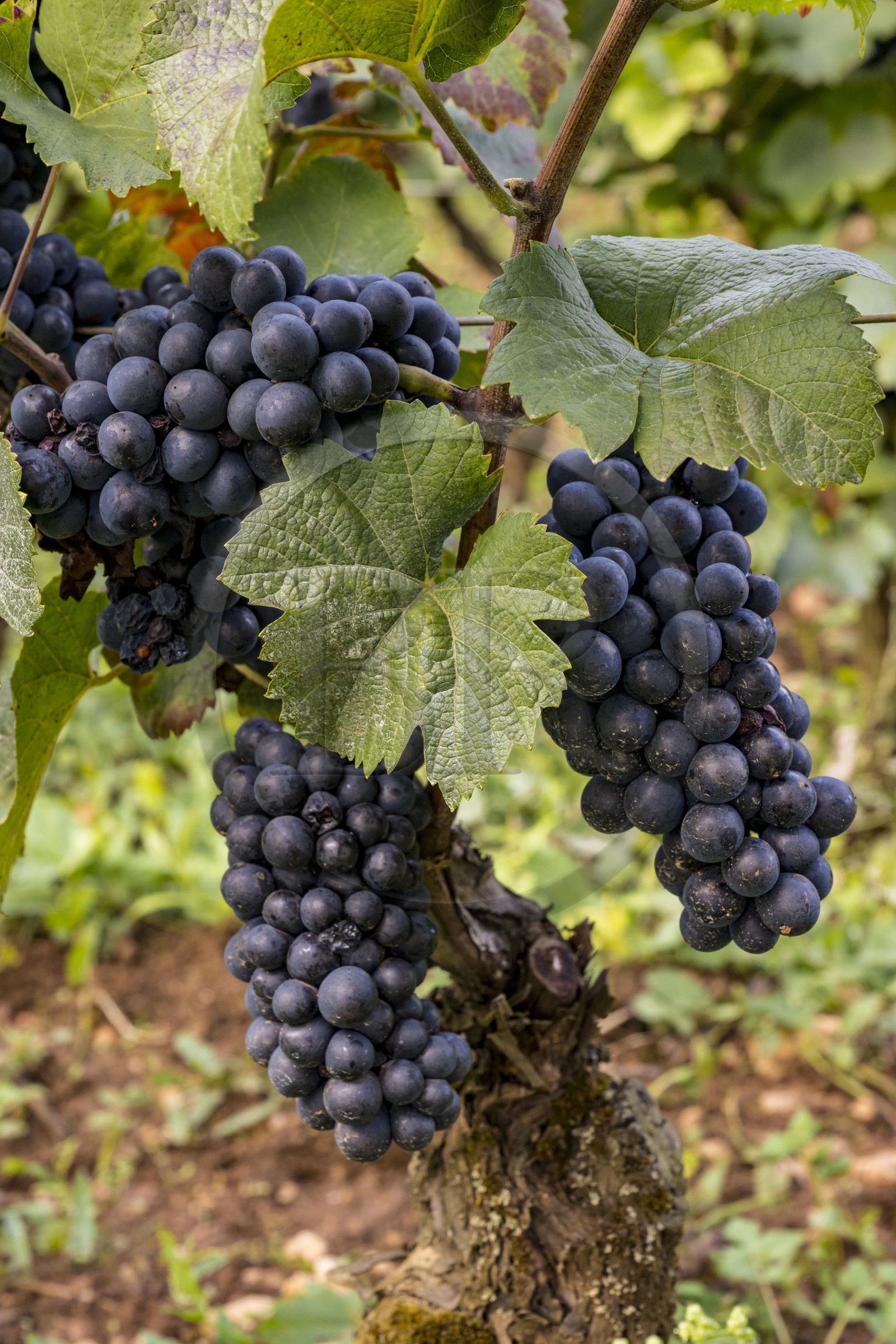 France, Côte-d'Or (21), les climats de Bourgogne classés Patrimoine Mondial de l'UNESCO, Route des Grands Crus, vignoble de la Côte de Beaune, Beaune La Montagne, vignobles des Hospices de Beaune le Clos des Avaux, un AOC Beaune 1er cru, grappe de raisin cépage Pinot noir à maturité à quelques jours des vendanges