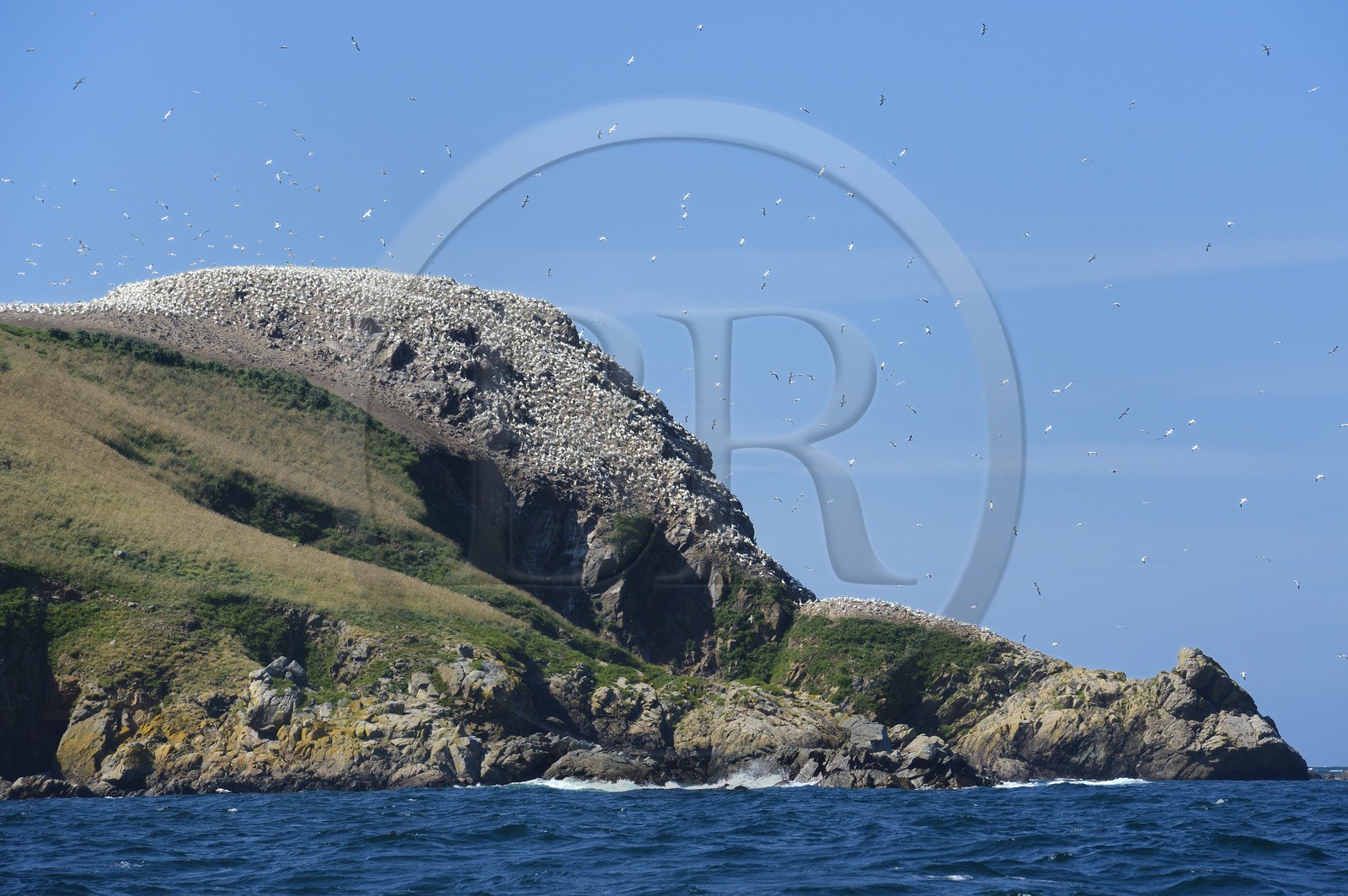 France, Côtes-d'Armor (22), Perros-Guirec, archipel et réserve ornithologique de Sept-Iles, Ile Rouzic, colonie de fous de Bassan (Morus bassanus) France, Côtes-d'Armor (22), Perros-Guirec, archipel et réserve ornithologique de Sept-Iles, Ile Rouzic, colonie de fous de Bassan (Morus bassanus)