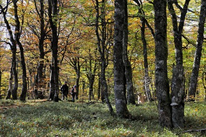 France, Haut-Rhin (68), la route des Crêtes, randonneurs dans la forêt de la réserve naturelle de Tanet-Gazon-du-Faing