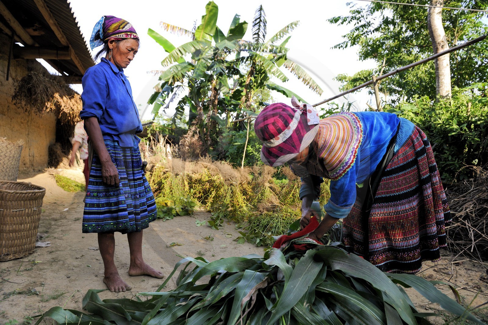 Vietnam, province de Lao Cai, région de Bac Ha, paysannes de la minorité Hmong Fleurs Vietnam, province de Lao Cai, région de Bac Ha, paysannes de la minorité Hmong Fleurs