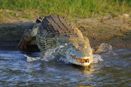Tanzania, Selous Game Reserve is one of the largest fauna reserves of the world and designated a UNESCO World Heritage Site in 1982, Nile crocodile (Crocodylus niloticus) on the lake Nzerakera from the Rufiji river
