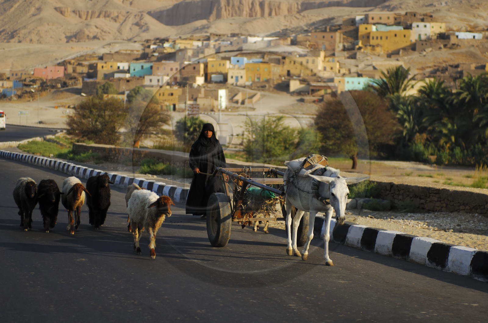 Egypte, Haute Egypte, vallée du Nil, Louxor, la rive ouest, femme et son troupeau de chèvres