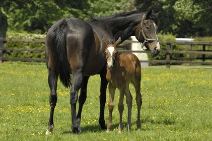 Irlande, Co. Kildare, Maynooth, harras de Derrinstown (Stud), une jument et son jeune poulain