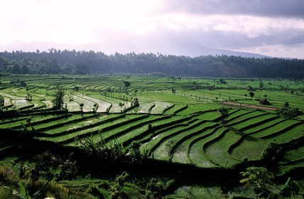Indonésie, île de Bali, rizières en terrasses dans la région de Tirtagangga
