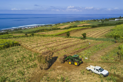 France, Ile de la Reunion, Petite-Ile, coupe et r