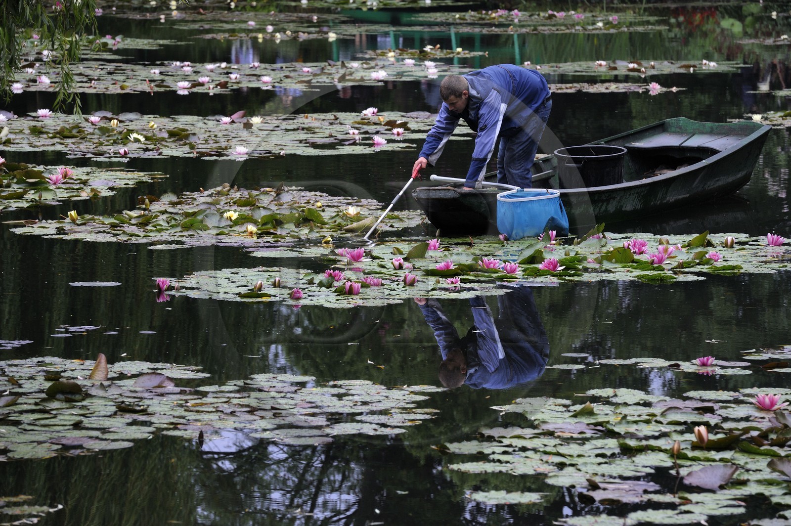 France, Eure (27), Giverny, le jardin de Claude Monet, le Jardin d'Eau