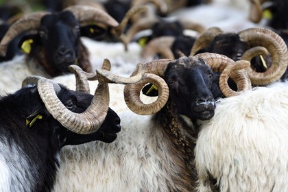 France, Pyrenees Atlantiques, Basque Country, Aldudes valley, Urepel, ram on the left and ewes manech black head sheep