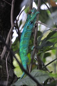 France, île de la Réunion, un caméléon mâle