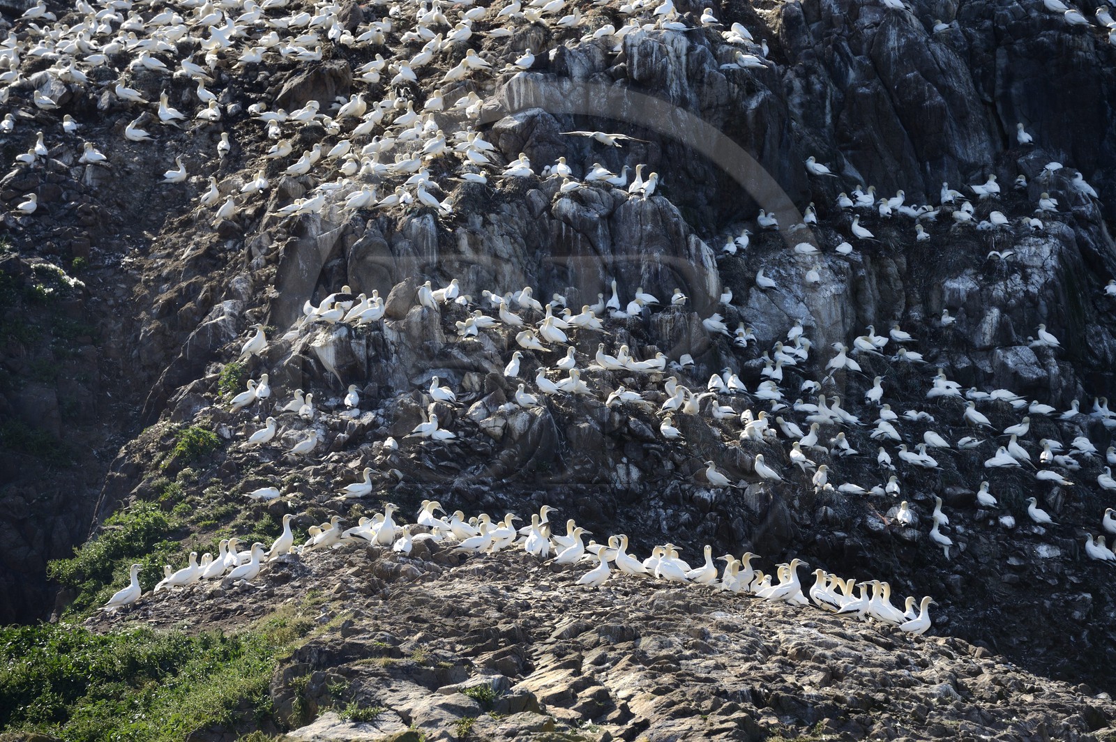 France, Côtes-d'Armor (22), Perros-Guirec, archipel et réserve ornithologique de Sept-Iles, Ile Rouzic, colonie de fous de Bassan (Morus bassanus), unique point de nidification en France pour plus de 20000 couples