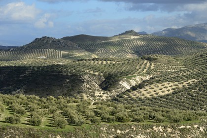 Spain, Andalusia, Jaén Province, olive groves south of Martos between Baena and Alcaudete