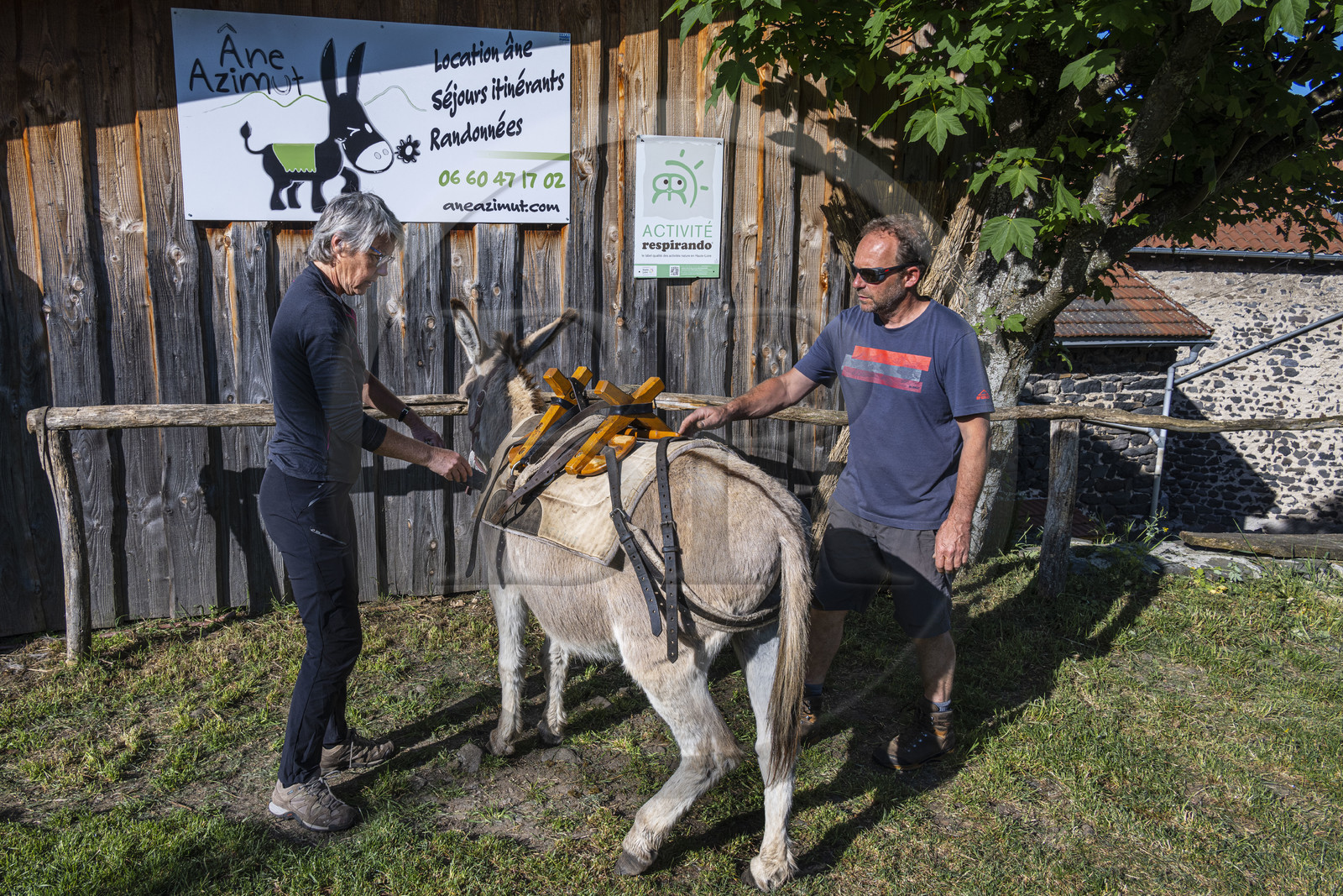 France, Haute-Loire (43), Le Monastier-sur-Gazeille, randonnée avec un âne sur le chemin de Stevenson (GR 70), rencontre avec l'âne Anatole chez Christophe Galland de chez Ane Azimut qui nous apprend à le bâter