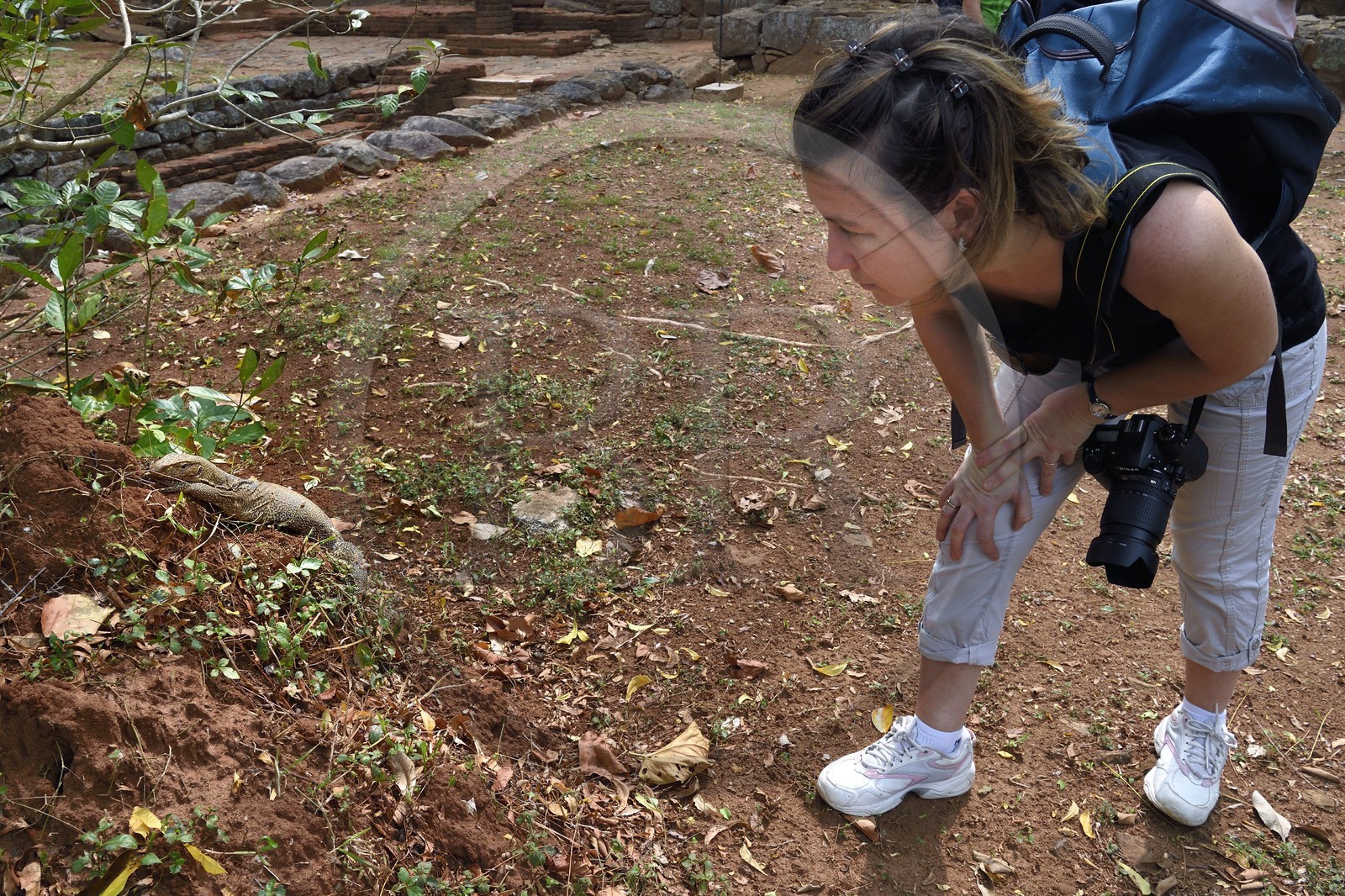 Sri Lanka, province centrale, district de Matale, Sigiriya, ville ancienne de Sigiriya classée patrimoine mondial de l'UNESCO, l'ancien palais forteresse du Rocher du Lion, varan du Bengale (Varanus bengalensis)