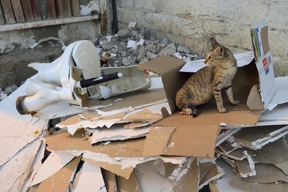 Sultanate of Oman, Muscat, old Muscat, Muttrah, cat in a landfill