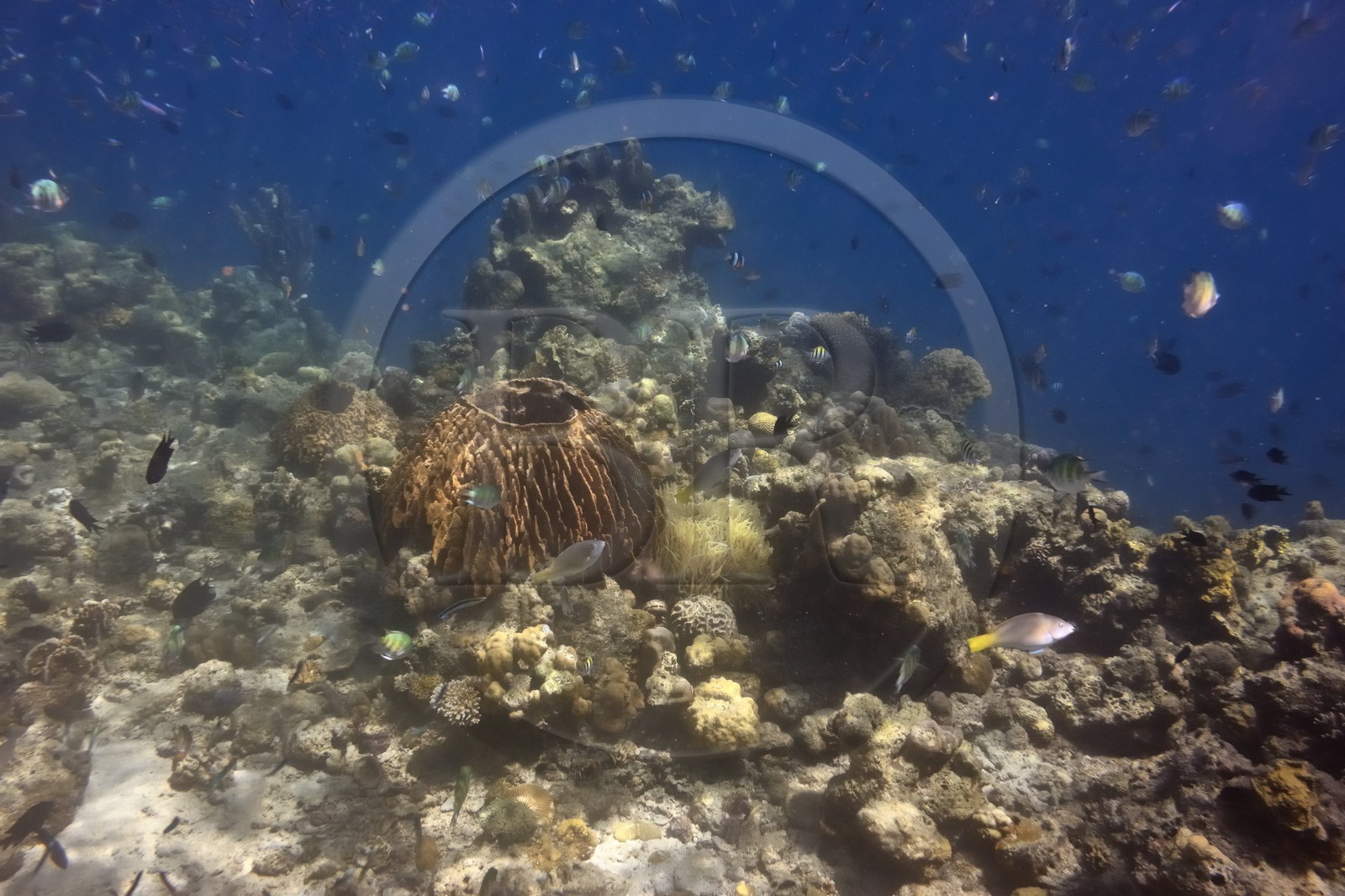 Philippines, Calamian Islands dans le nord de Palawan, Coron Island Natural Biotic Area, récif de corail