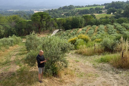 France, Vaucluse, Cadenet, Bastide du Laval, Roland Coupat in his olive grove