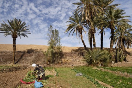 Iran, Province d'Ispahan, désert du Dasht-e Kavir, l'oasis d'Arousan dans la région de Khur et Biabanak, femme récoltant les navets dans son champ
