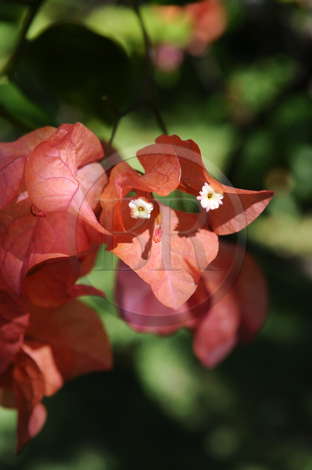 France, Reunion island (French overseas department), Petite Ile, tropical garden, Bougainvillea flowers
