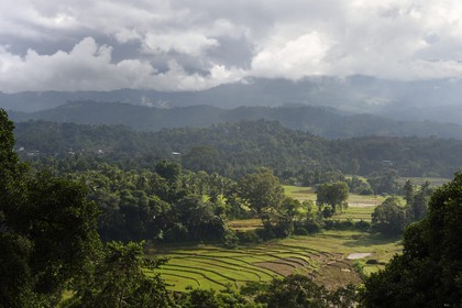 Sri Lanka, Central Province, Matale District, rice fields