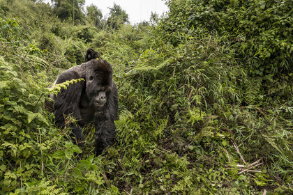 Rwanda, Province du Nord, Parc National des Volcans dans la chaine des Monts Virunga, mont Karisimbi, gorille des montagnes (Gorilla beringei beringei), dos argenté (silverback) nommé Impuzamahanga qui est le male dominant du groupe Susa