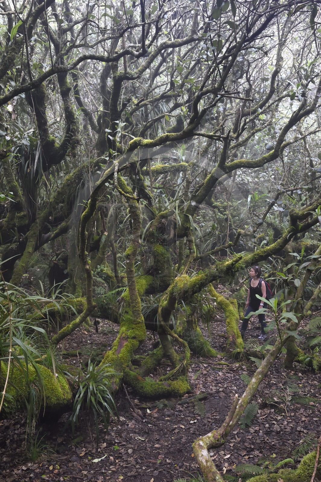 France, Ile de la Reunion, Le Tampon, forêt de Notre-Dame de la Paix en bordure de la Riviere des Remparts sur les pentes du volcan du Piton de la Fournaise