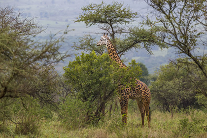 Rwanda, Parc national de l'Akagera, girafe (Giraffa camelopardalis)