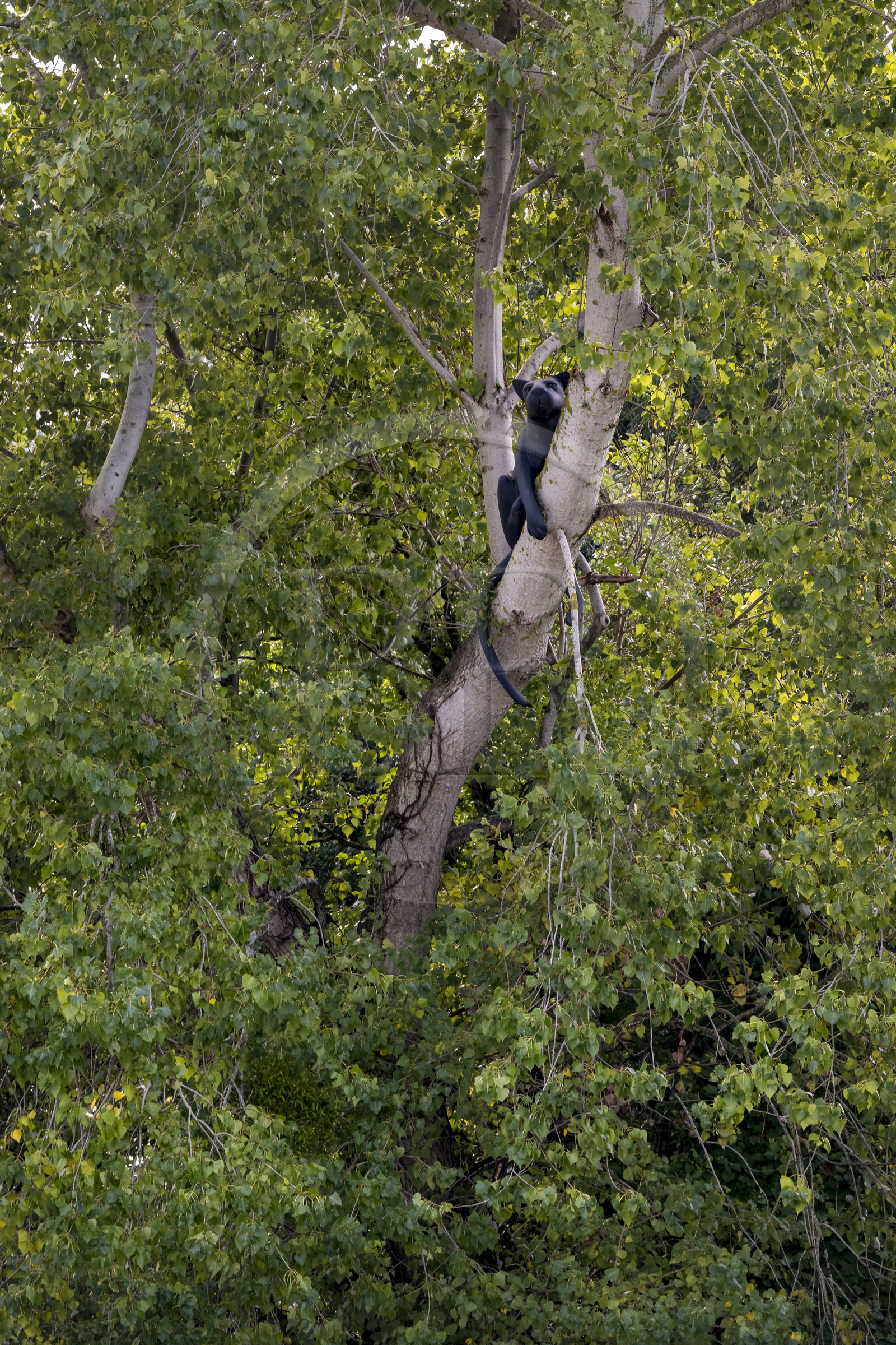 France, Loire-Atlantique (44), Bouguenais, Port Lavigne sur les rives de la Loire, collection d'art contemporain à ciel ouvert Estuaire, The Settlers (“Les Colons”) réalisé par l'artiste américaine Sarah Sze, sculpture d'un jaguar qui se prélasse sur une branche France, Loire-Atlantique (44), Bouguenais, Port Lavigne sur les rives de la Loire, collection d'art contemporain à ciel ouvert Estuaire, The Settlers (“Les Colons”) réalisé par l'artiste américaine Sarah Sze, sculpture d'un jaguar qui se prélasse sur une branche