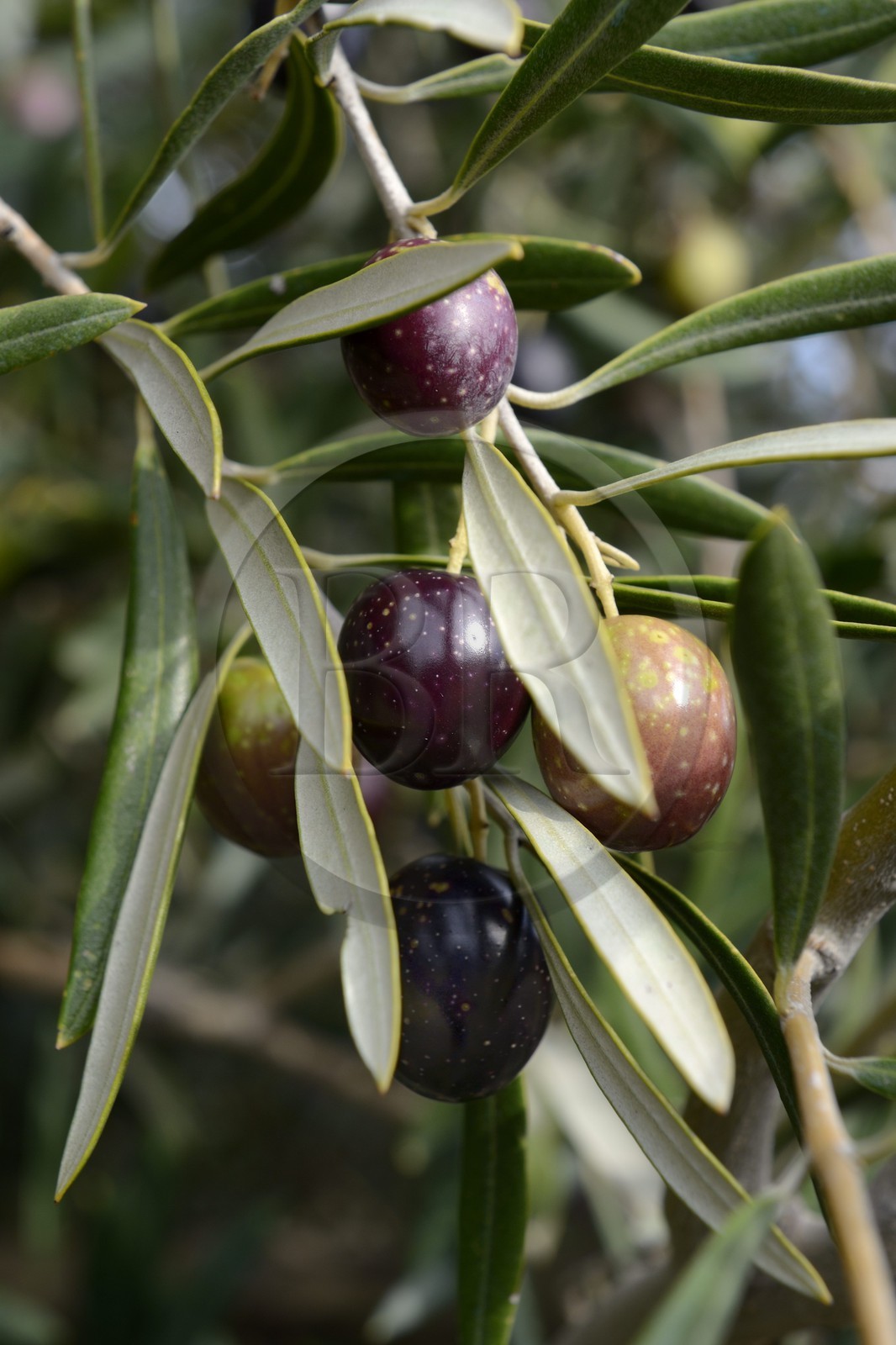 Espagne, Andalousie, province de Jaén, champs d'oliviers au sud de Martos entre Baena et Alcaudete