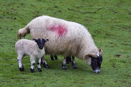 Royaume-Uni, Ecosse, région des Highlands, les Hébrides, Ile de Skye, Uig, le Fairy Glen (vallée féérique) du côté ouest de Trotternish à Balnacnoc