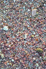 Sultanat d'Oman, gouvernorat de Ash Sharqiyah du Sud, Ras al Hadd, plage couverte de coquillages roses