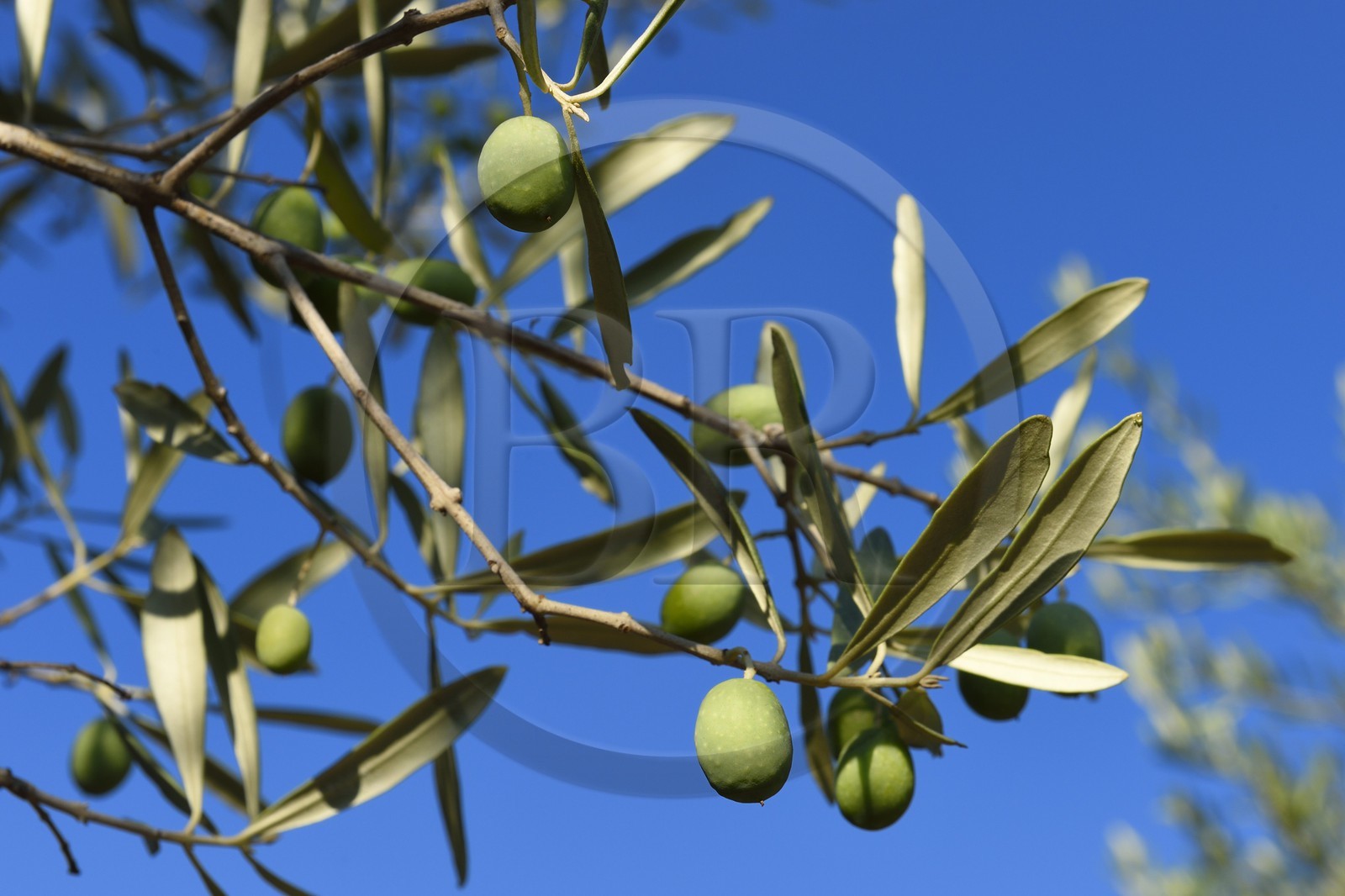 France, Var (83), Draguignan, olives sur branche