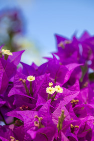 France, Guyane, Kourou, fleurs de bougainvillier (Bougainvillea)