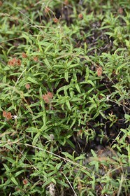 France, Haute Corse, Balagne, the Giussani, rockrose Cistus monspeliensis