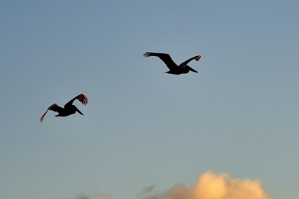 Caraïbes, Ile de la Dominique, Mero sur la côte Ouest, Pélican brun (Pelecanus occidentalis)