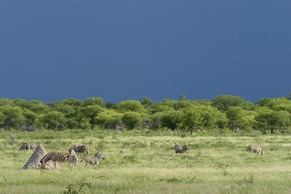Namibia, Oshikoto region, Etosha National Park, Burchell's zebras (Equus burchellii)
