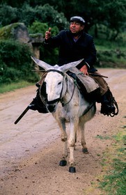 Espagne, Estrémadure, région d'Alcuescar, un paysan revenant chez lui à dos d'âne