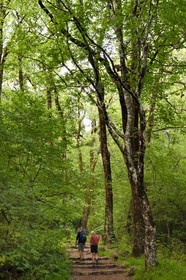 France, Var, Plan d'Aups Sainte Baume, Sainte-Baume Regional Nature Park, Massif de la Sainte-Baume relic forest protected for several centuries and classified as a national biological reserve, the path of Giniez goes through the original forest