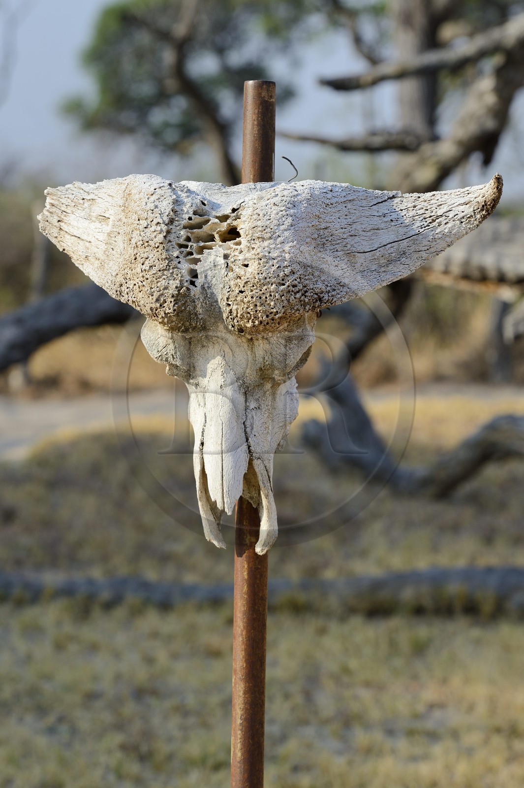 Zimbabwe, province de Matabeleland septentrional, parc national Hwange, crane de buffle à Kennedy Camp