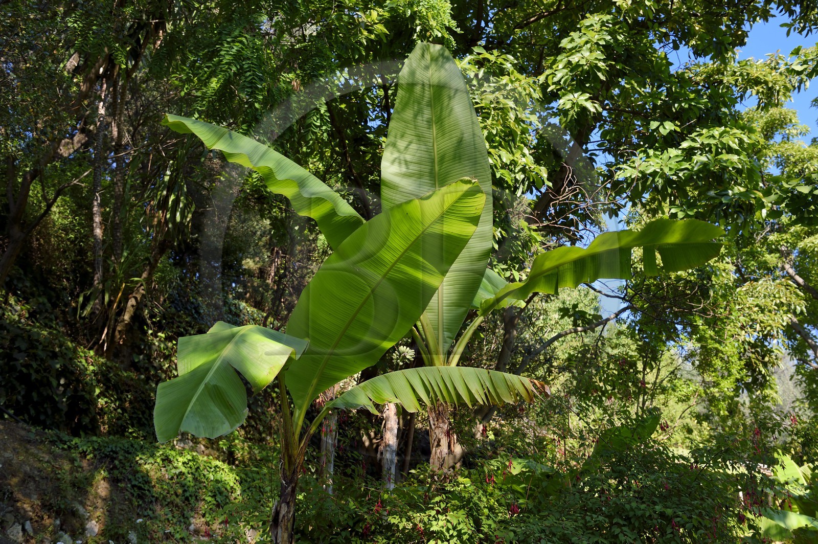 France, Alpes-Maritimes (06), Menton, le domaine de la Citronneraie créé par François Mazet et son jardin d'agrément dédié aux plantes tropicales, bananiers (Musa)